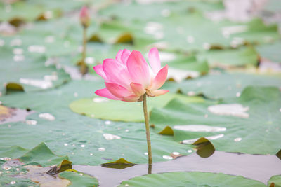 Close-up of lotus water lily in pond