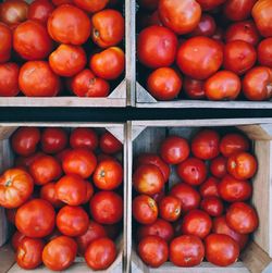 High angle view of tomatoes