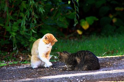 Cats on ground