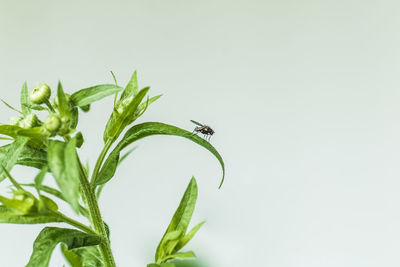 Close-up of insect on plant