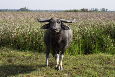 Buffalo head looking at camera. buffalo standing eating grass in the middle of the meadow.