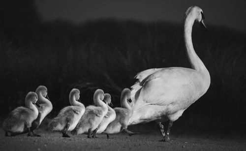 Swans walking on field