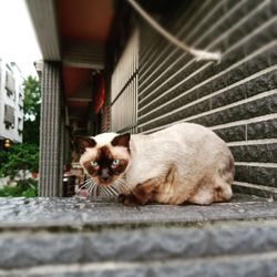 Portrait of cat relaxing outdoors