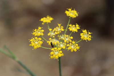 Close-up of insect on yellow flowering plant