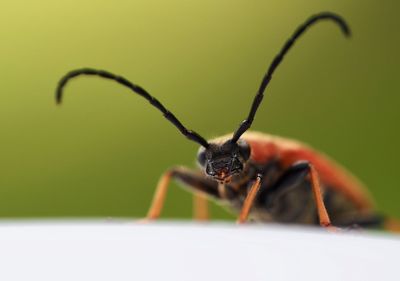 Close-up of insect