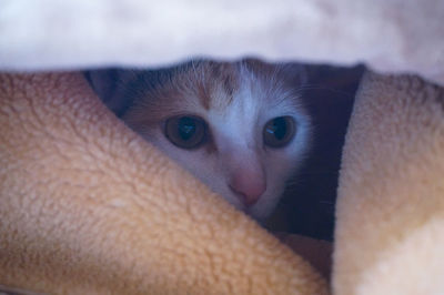 Close-up portrait of cat