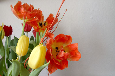 Close-up of flowers blooming outdoors