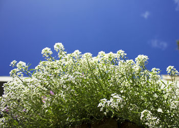 Low angle view of flowers blooming on tree