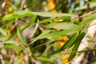 Close-up of green plant