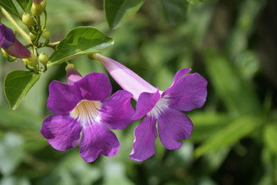 Close-up of purple flowering plant