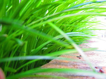 Close-up of grass growing on field