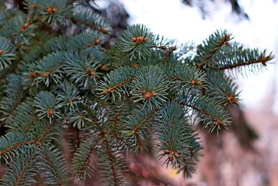 Low angle view of pine tree