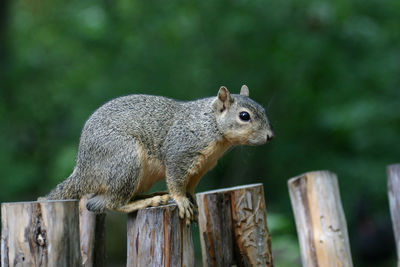 Close-up of squirrel on wooden post