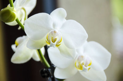 Close-up of white flowers blooming outdoors