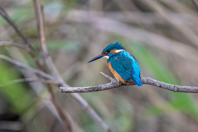 Close-up of bird perching on branch