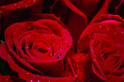 Close-up of wet red rose