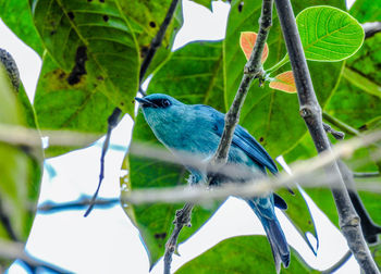 Close-up of bird perching on branch