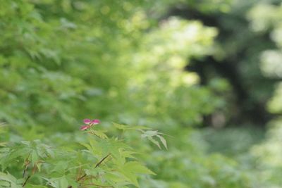 Close-up of small flowering plant