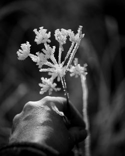 Close-up of hand holding flowering plant