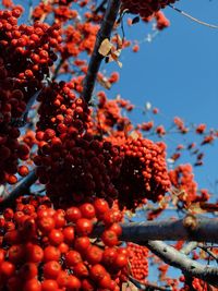 Low angle view of fruits on tree