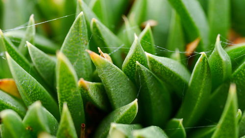 Close-up of succulent plant