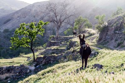 Donkey standing on field