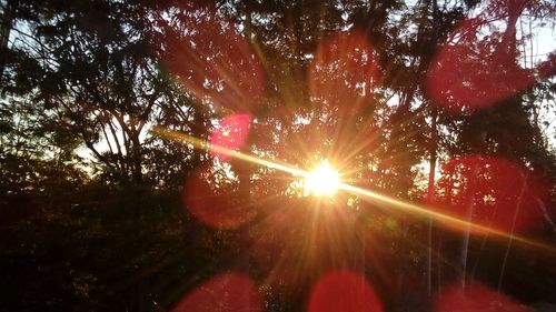 Low angle view of trees against sky