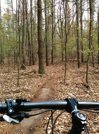 View of trees in forest