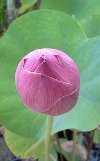 Close-up of pink flower