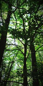 Low angle view of trees in forest