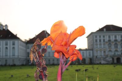 Close-up of orange flower on field against sky