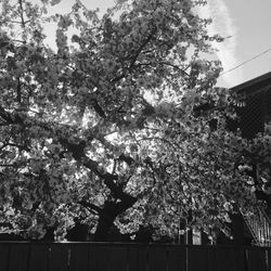 Low angle view of blooming tree