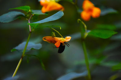 Close-up of a bee pollinating on a orange flower on plant