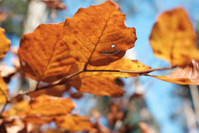 Close-up of dried maple leaves