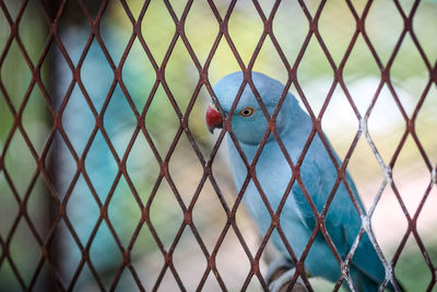 Close-up of bird