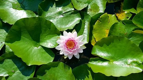 Close-up of lotus water lily blooming outdoors