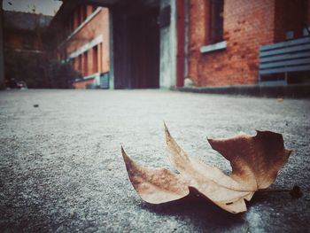 Close-up of leaf
