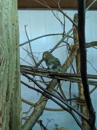 Low angle view of bird perching on tree