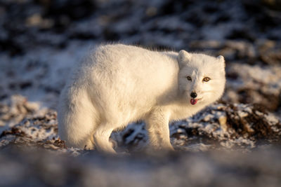 Arctic fox stands on tundra showing tongue
