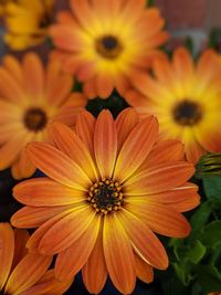 Close-up of fresh orange flowers