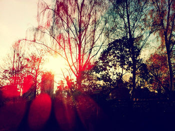 Sun shining through trees