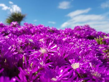 Close-up of pink flowers blooming in field