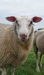 Portrait of sheep standing on field