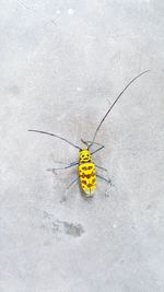High angle view of butterfly on leaf