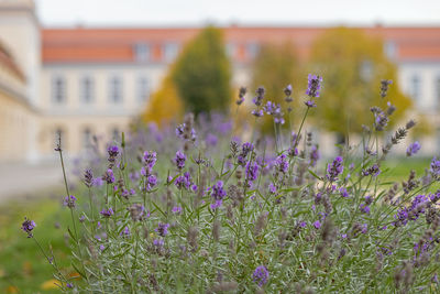 Close-up of purple flowering plants on field against buildings