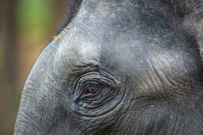 Close-up of elephant