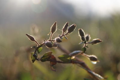 Close-up of flowering plant