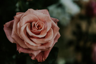 Vintage gloomy rose on a natural, dark green background