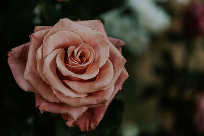 Close-up of pink rose