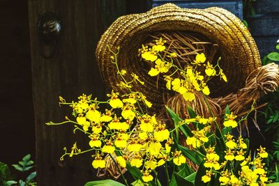 Close-up of flowers